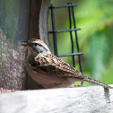 Chipping Sparrow