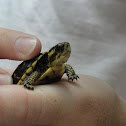 Florida Box Turtle