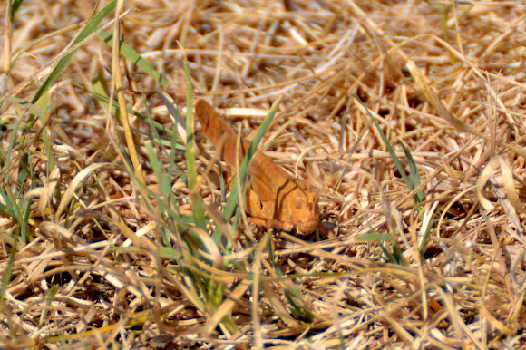 Spotting Image 1