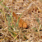 grasshopper