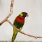 Rainbow Lorikeet