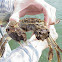 Chinese mitten crab