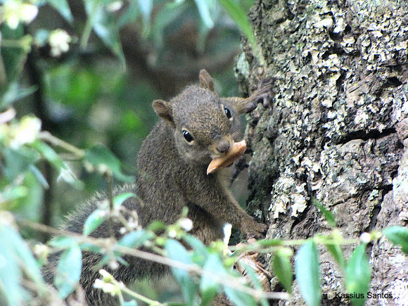 Spotting Image 1