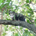 possum