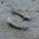 Decorated goby