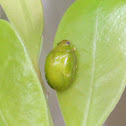 Green Paropsine Leaf Beetle
