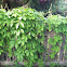 Virginia creeper