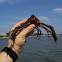 Portly Spider Crab