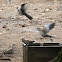 Eurasian Collared Dove