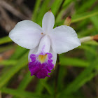 Bamboo orchid