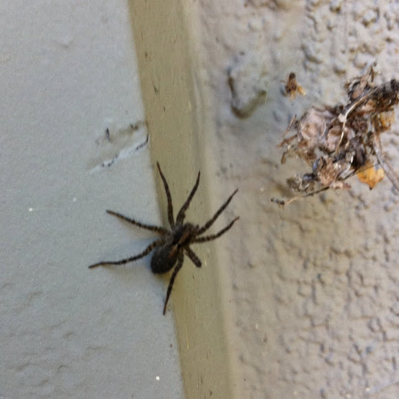 Spotting Image 1