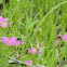 Meadow Pink or Texas Star