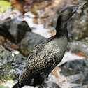 Little Black Cormorant
