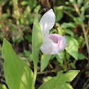 Showy Lady's-slipper