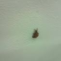 gypsy moth