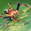 Wide Jawed Viciria Jumping Spider