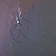 Golden Orb Weaver Spider