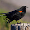 Red-winged Blackbird