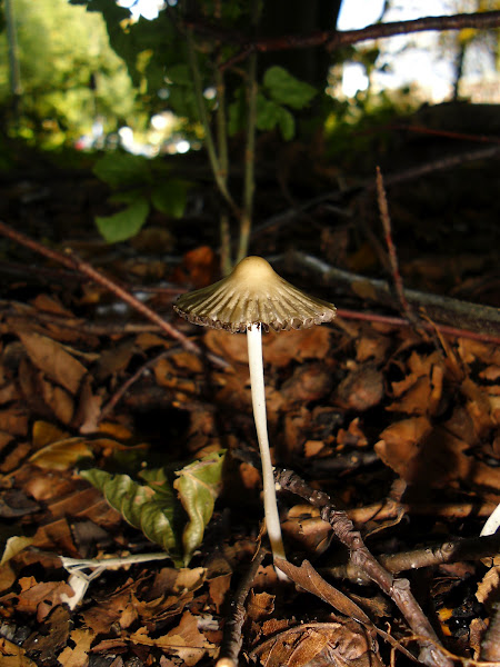 Coprinellus impatiens/Spitscellige donsinktzwam | Project Noah