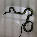 Western ribbon snake