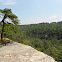 Pitch Pine