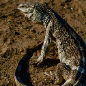 white-throated monitor