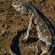 white-throated monitor
