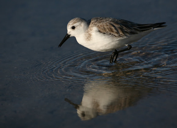 Spotting Image 1