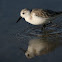 Sanderling