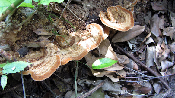 Spotting Image 1