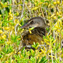 Virginia Rail