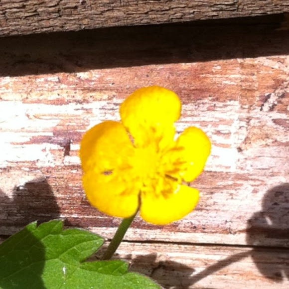 Spotting Image 1