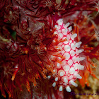Banded Egg Cowrie