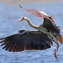Grey Heron