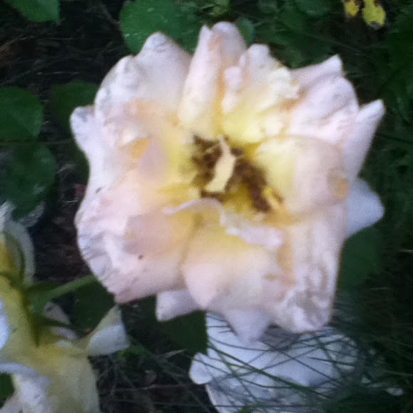 Spotting Image 1