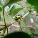 Coccinellidae