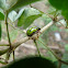 Coccinellidae