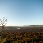 Bell heather