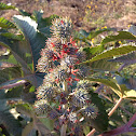 Ricino; Castor oil plant