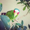 White fronted amazon parrot