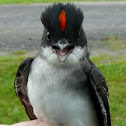 Eastern Kingbird