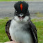 Eastern Kingbird