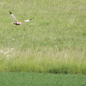 Western Marsh Harrier
