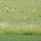Western Marsh Harrier