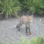 Red Fox