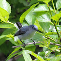 Blue-gray Gnatcatcher