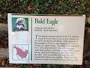 Bald Eagle Exhibit