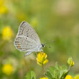 Butterflies and Moths of the Southeast
