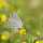 Butterflies and Moths of the Southeast