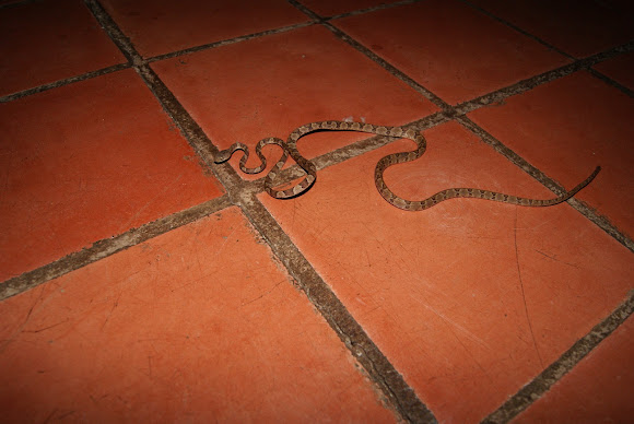 Spotting Image 1
